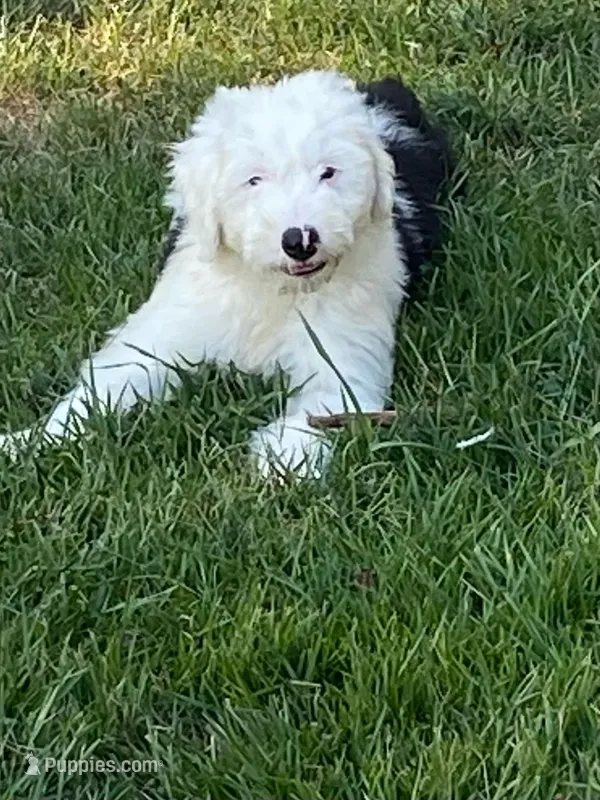 Lucy – Old English Sheepdog puppy for sale in Roopville, GA