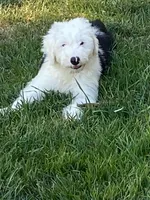 Lucy, a female Old English Sheepdog for sale in Roopville, GA – 1 of 1