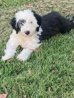 Lilly, a female Old English Sheepdog for sale in Roopville, GA – 1 of 1