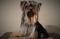 Tarzan 6 years old , a male Yorkshire Terrier for sale in Vancouver, WA – 1 of 1