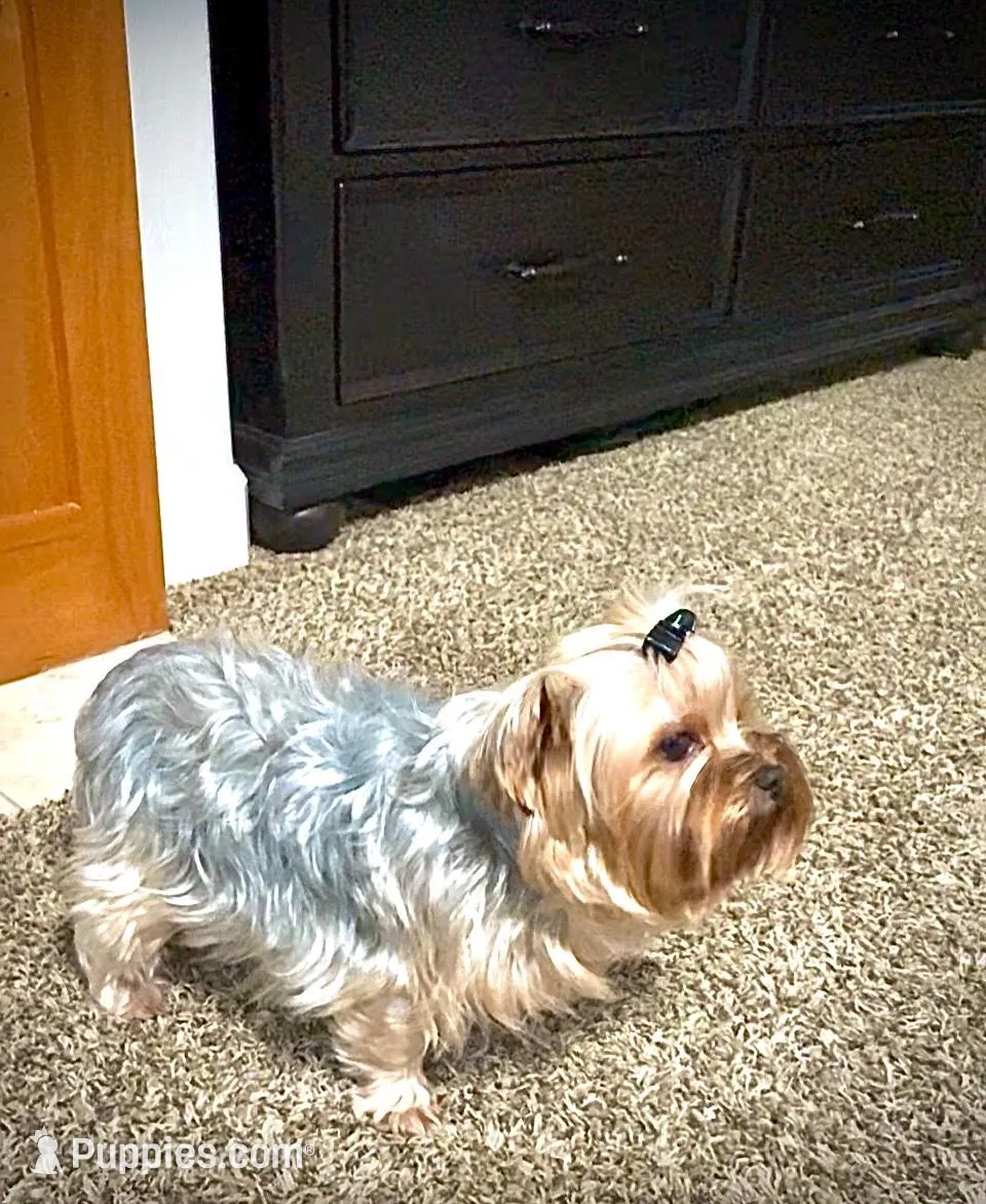 Luna , a female Yorkshire Terrier for sale in Vancouver, WA – Photo 2 of 3