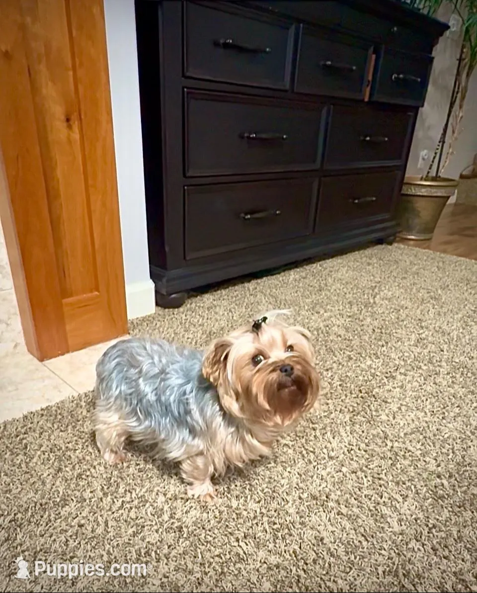 Luna  – Yorkshire Terrier puppy for sale in Vancouver, WA
