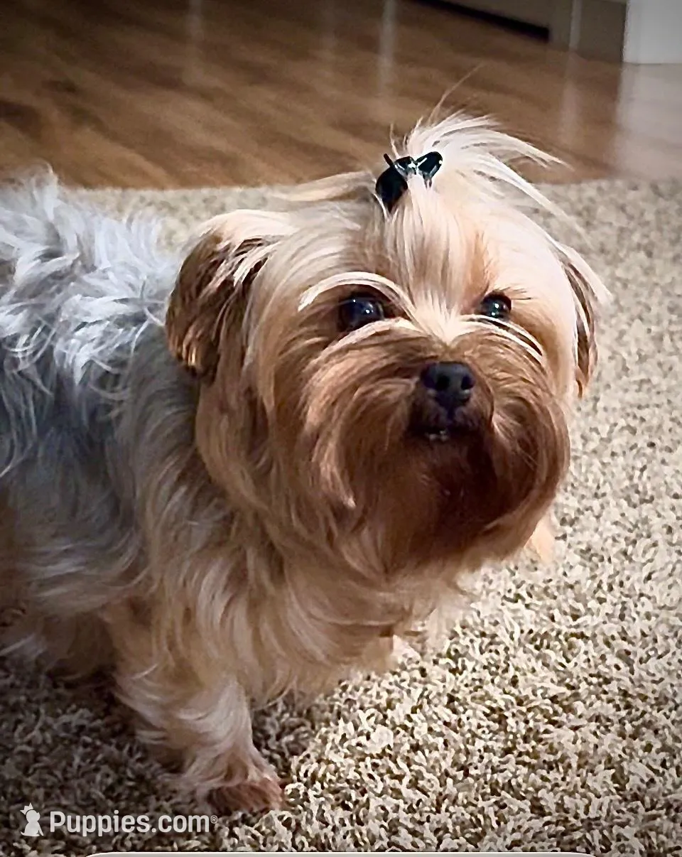 Luna , a female Yorkshire Terrier for sale in Vancouver, WA – Photo 3 of 3