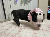 Domino, a female American Bully for sale in Port St. Lucie, FL – 2 of 2