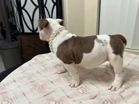 Luna, a female American Bully for sale in Port St. Lucie, FL – 3 of 3