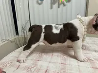 Twin, a female American Bully for sale in Port St. Lucie, FL – 2 of 2