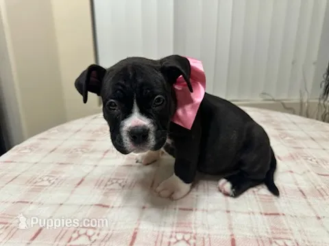 Midnight – American Bully puppy for sale in Port St. Lucie, FL