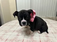 Midnight, a female American Bully for sale in Port St. Lucie, FL – 1 of 2