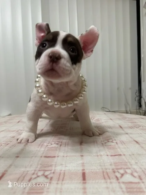 Twin – American Bully puppy for sale in Port St. Lucie, FL