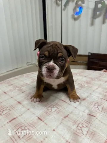 Cola – American Bully puppy for sale in Port St. Lucie, FL