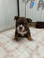 Cola, a female American Bully for sale in Port St. Lucie, FL – 1 of 2