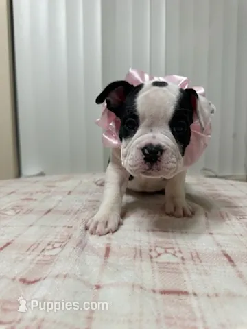 Domino – American Bully puppy for sale in Port St. Lucie, FL