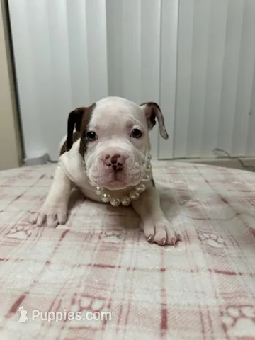 Luna – American Bully puppy for sale in Port St. Lucie, FL