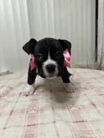 Midnight, a female American Bully for sale in Port St. Lucie, FL – 2 of 2