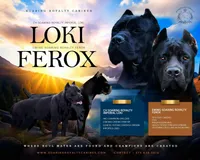 Hocus , a male Cane Corso for sale in Jefferson City, MO – 5 of 5