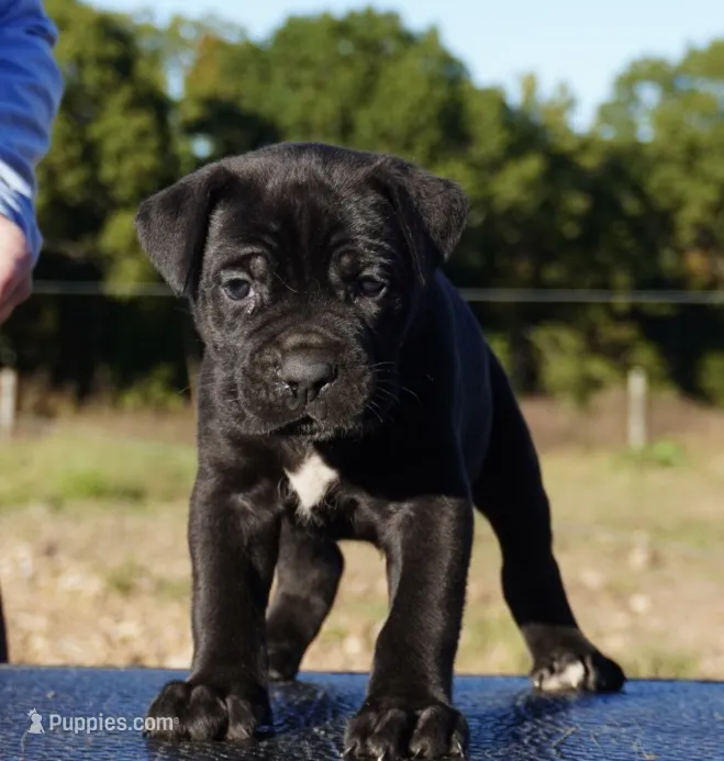 Hocus  – Cane Corso puppy for sale in Jefferson City, MO