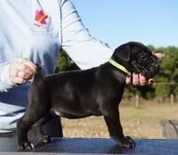 Hocus , a male Cane Corso for sale in Jefferson City, MO – 2 of 5