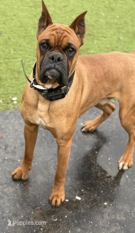 Mike  – Boxer puppy for sale in Jefferson City, MO