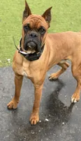 Mike , a male Boxer for sale in Jefferson City, MO – 1 of 1