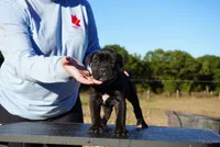 Hocus , a male Cane Corso for sale in Jefferson City, MO – 3 of 5