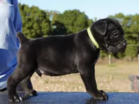 Hocus , a male Cane Corso for sale in Jefferson City, MO – 4 of 5