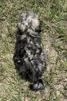Chase (7053), a male Havanese for sale in Frankston, TX – 4 of 4
