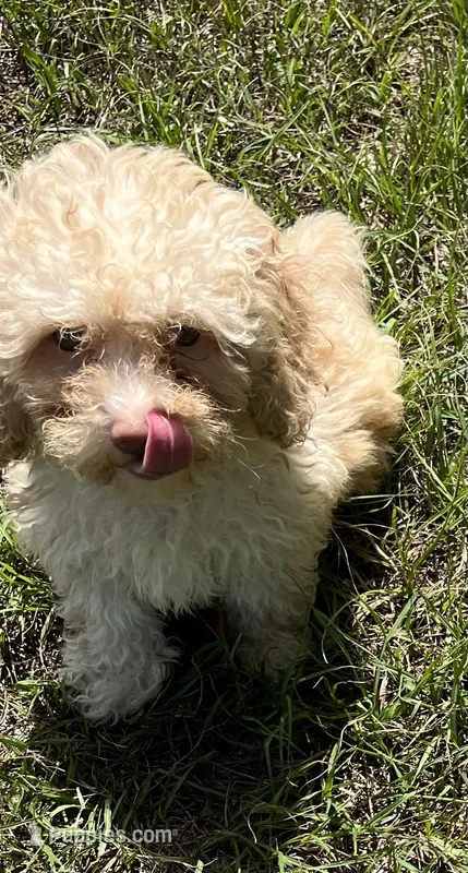 Mark (7060) – Havanese, Poodle - Toy  puppy for sale in Frankston, TX