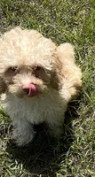 Mark (7060), a male Havanese and Poodle - Toy  for sale in Frankston, TX – 1 of 5