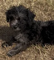 Maggie, a female Havanese and Poodle - Toy  for sale in Frankston, TX – 4 of 6