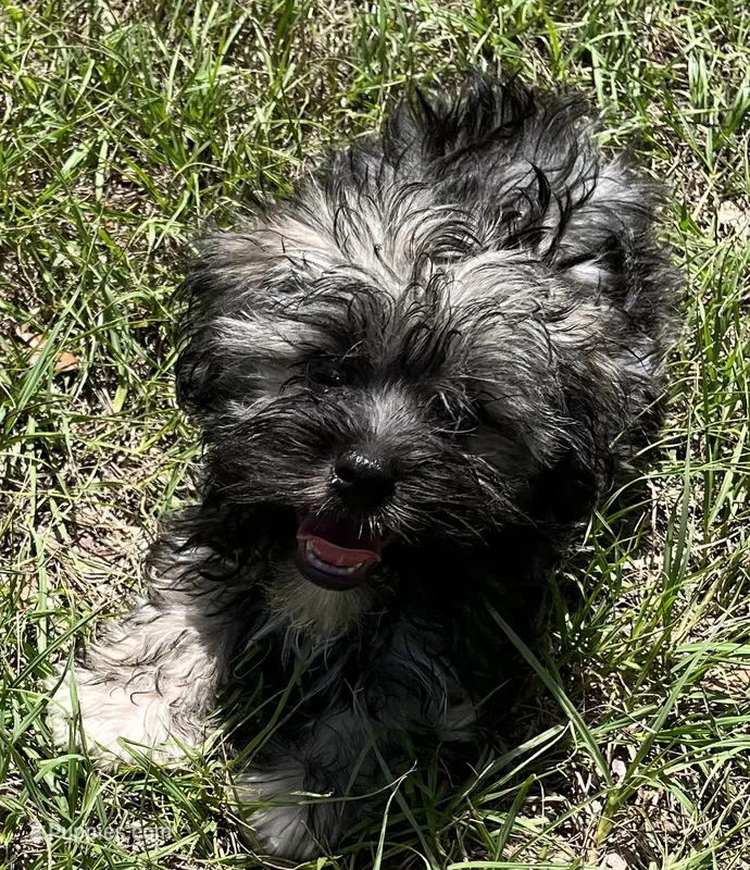 Chase (7053) – Havanese puppy for sale in Frankston, TX