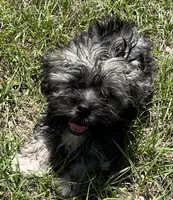 Chase (7053), a male Havanese for sale in Frankston, TX – 1 of 4