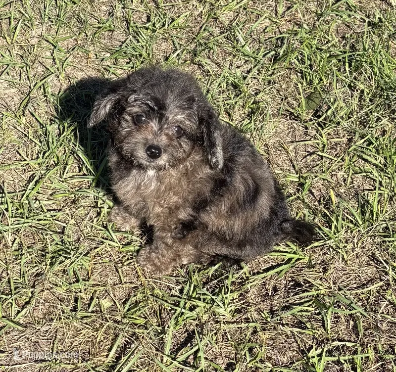 Mac - HavaPoo – Havanese, Poodle - Toy  puppy for sale in Frankston, TX