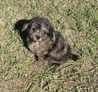 Mac - HavaPoo, a male Havanese and Poodle - Toy  for sale in Frankston, TX – 1 of 5