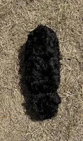 Star - HavaPoo, a female Havanese and Poodle - Toy  for sale in Frankston, TX – 3 of 4