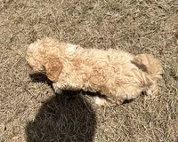 Boone -HavaPoo, a male Havanese and Poodle - Toy  for sale in Frankston, TX – 3 of 6