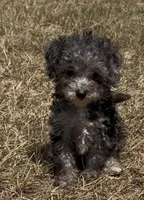 Iris - HavaPoo, a female Havanese and Poodle - Toy  for sale in Frankston, TX – 2 of 5