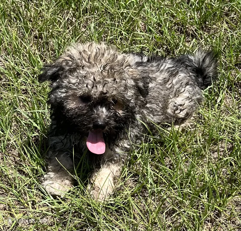 Chet – Havanese puppy for sale in Frankston, TX