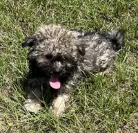 Chet, a male Havanese for sale in Frankston, TX – 1 of 5
