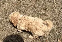 Boone -HavaPoo, a male Havanese and Poodle - Toy  for sale in Frankston, TX – 2 of 6