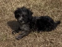 Maggie, a female Havanese and Poodle - Toy  for sale in Frankston, TX – 2 of 6