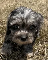 Paisley - HavaPoo, a female Havanese and Poodle - Toy  for sale in Frankston, TX – 2 of 7