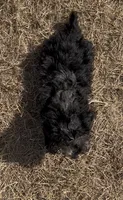 Maggie, a female Havanese and Poodle - Toy  for sale in Frankston, TX – 3 of 6