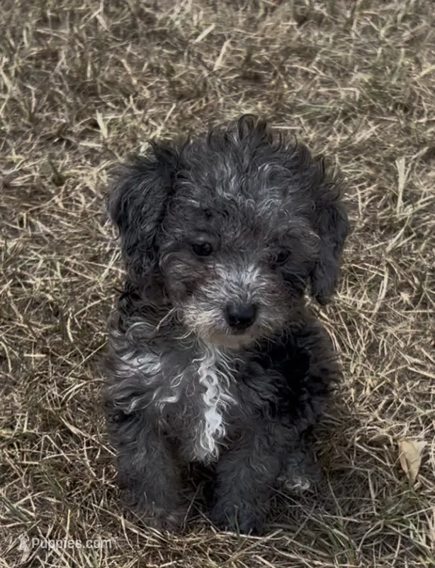 Iris - HavaPoo – Havanese, Poodle - Toy  puppy for sale in Frankston, TX