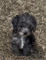 Iris - HavaPoo, a female Havanese and Poodle - Toy  for sale in Frankston, TX – 1 of 5