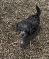 Iris - HavaPoo, a female Havanese and Poodle - Toy  for sale in Frankston, TX – 4 of 5