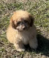 Bea - HavaPoo , a female Havanese and Poodle - Toy  for sale in Frankston, TX – 1 of 7
