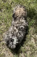 Chet, a male Havanese for sale in Frankston, TX – 5 of 5