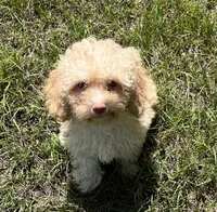 Mark (7060), a male Havanese and Poodle - Toy  for sale in Frankston, TX – 2 of 5