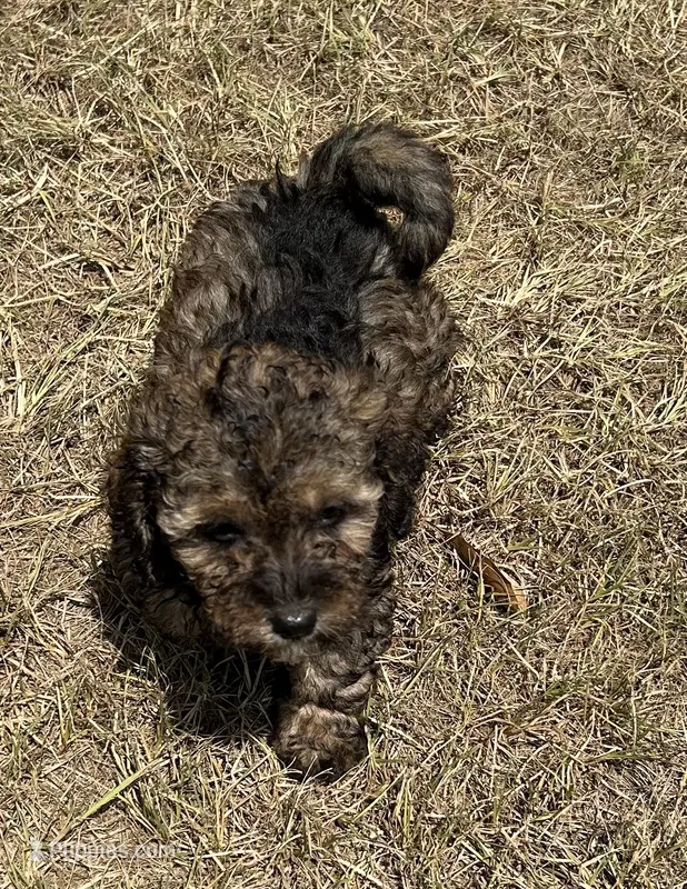 Sutton - HavaPoo – Havanese, Poodle - Toy  puppy for sale in Frankston, TX