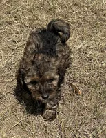 Sutton - HavaPoo, a male Havanese and Poodle - Toy  for sale in Frankston, TX – 1 of 6